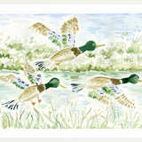 The "Mallard Ball" Fine Art Print