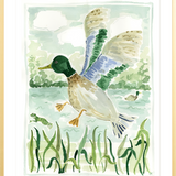 The "Mallard Jump" Fine Art Print