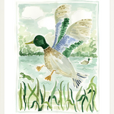 The "Mallard Jump" Fine Art Print