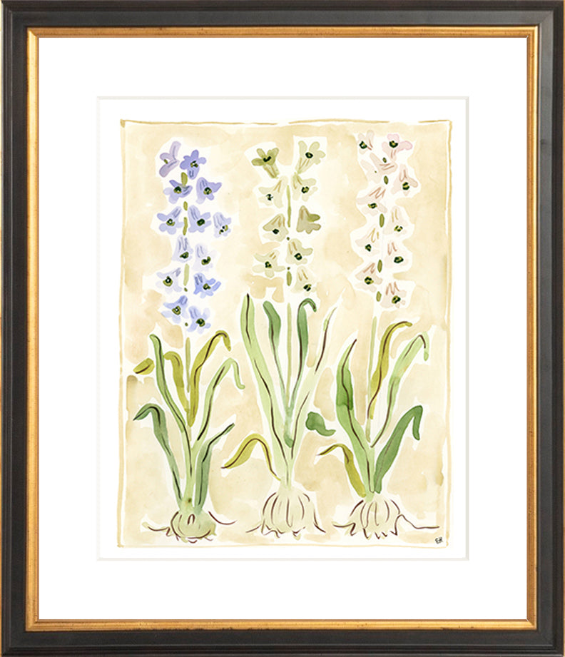The "Hyacinth" Florilegium Series, Fine Art Print