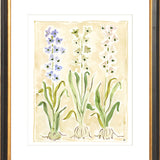 The "Hyacinth" Florilegium Series, Fine Art Print