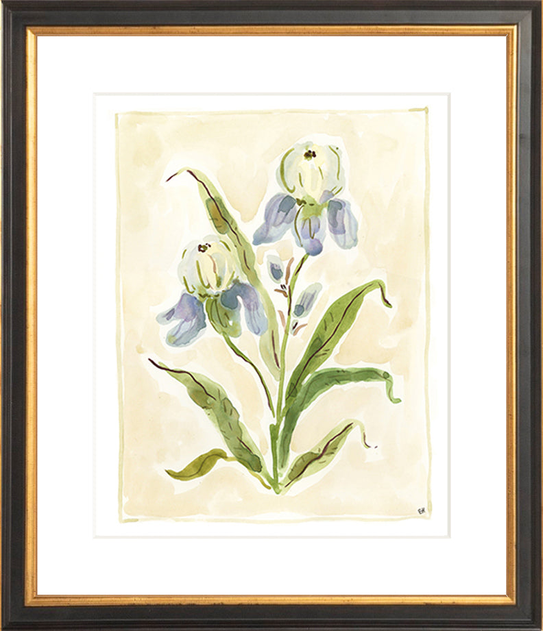 The "Iris Study" Florilegium Series, Fine Art Print