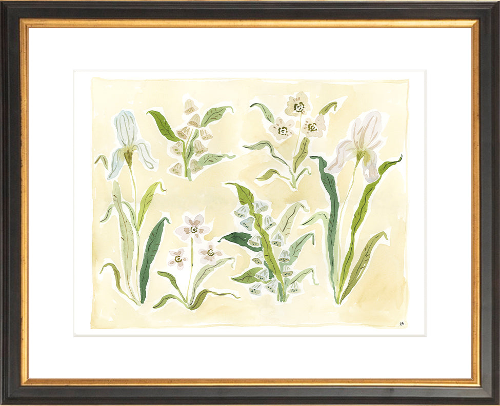 The "Herbarium Whites" Florilegium Series, Fine Art Print