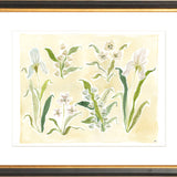 The "Herbarium Whites" Florilegium Series, Fine Art Print