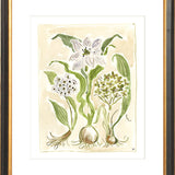 The "Ivory Garden" Florilegium Series, Fine Art Print