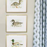 The "Duck No. 1" Fine Art Print
