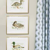 The "Duck No. 3" Fine Art Print