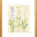 The "Hyacinth" Florilegium Series, Fine Art Print