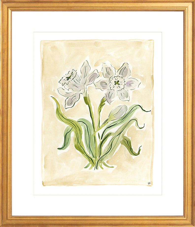 The "White Daffodils" Florilegium Series, Fine Art Print