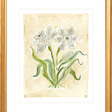 The "White Daffodils" Florilegium Series, Fine Art Print