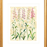 The "Sweet Peas Study" Florilegium Series, Fine Art Print