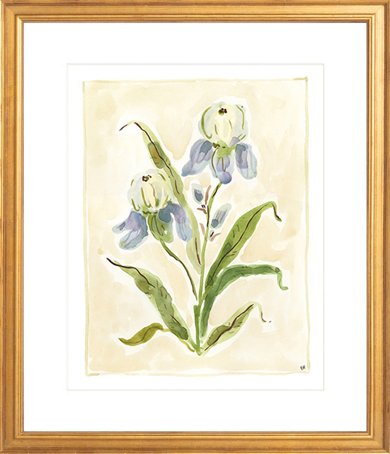 The "Iris Study" Florilegium Series, Fine Art Print