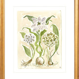 The "Ivory Garden" Florilegium Series, Fine Art Print