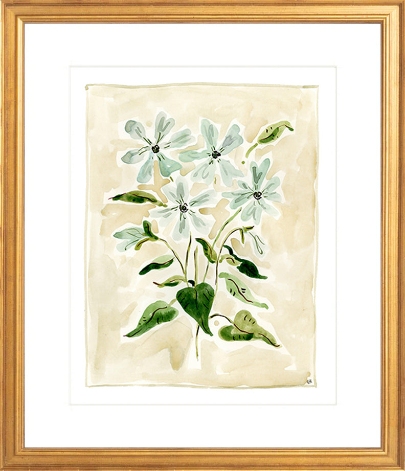 The "Oxypetalum" Florilegium Series, Fine Art Print