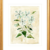 The "Oxypetalum" Florilegium Series, Fine Art Print