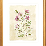 The "Cosmos Conservatory" Florilegium Series, Fine Art Print