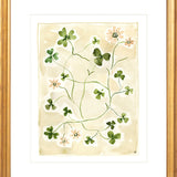The "Daisy Chain" Florilegium Series, Fine Art Print