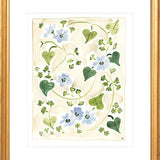 The "Forget me Nots" Florilegium Series, Fine Art Print
