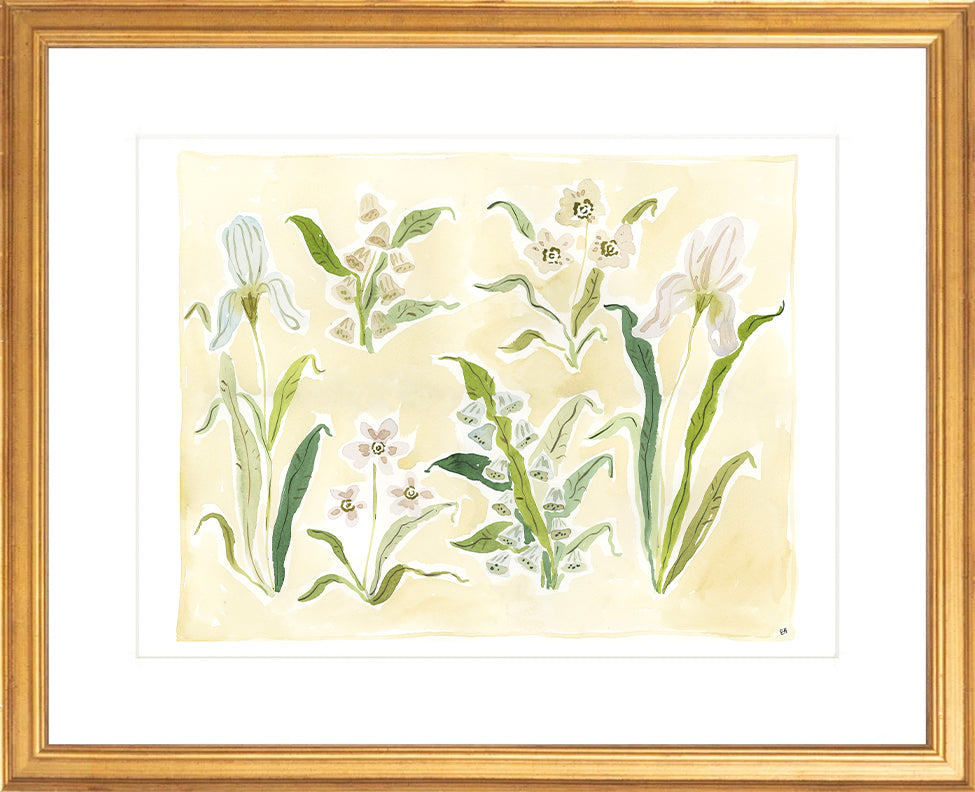 The "Herbarium Whites" Florilegium Series, Fine Art Print