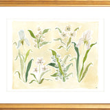 The "Herbarium Whites" Florilegium Series, Fine Art Print