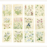 The "Florilegium Garden" Florilegium Series, Fine Art Print