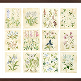 The "Florilegium Garden" Florilegium Series, Fine Art Print