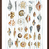 The "Shells and Stripes" Watercolor Fine Art Print