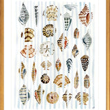 The "Shells and Stripes" Watercolor Fine Art Print