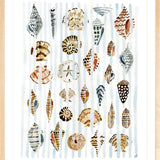 The "Shells and Stripes" Watercolor Fine Art Print