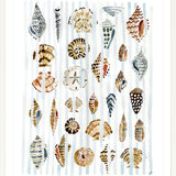 The "Shells and Stripes" Watercolor Fine Art Print