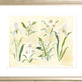The "Herbarium Whites" Florilegium Series, Fine Art Print