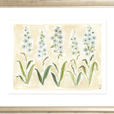 The "Delphinium" Florilegium Series, Fine Art Print