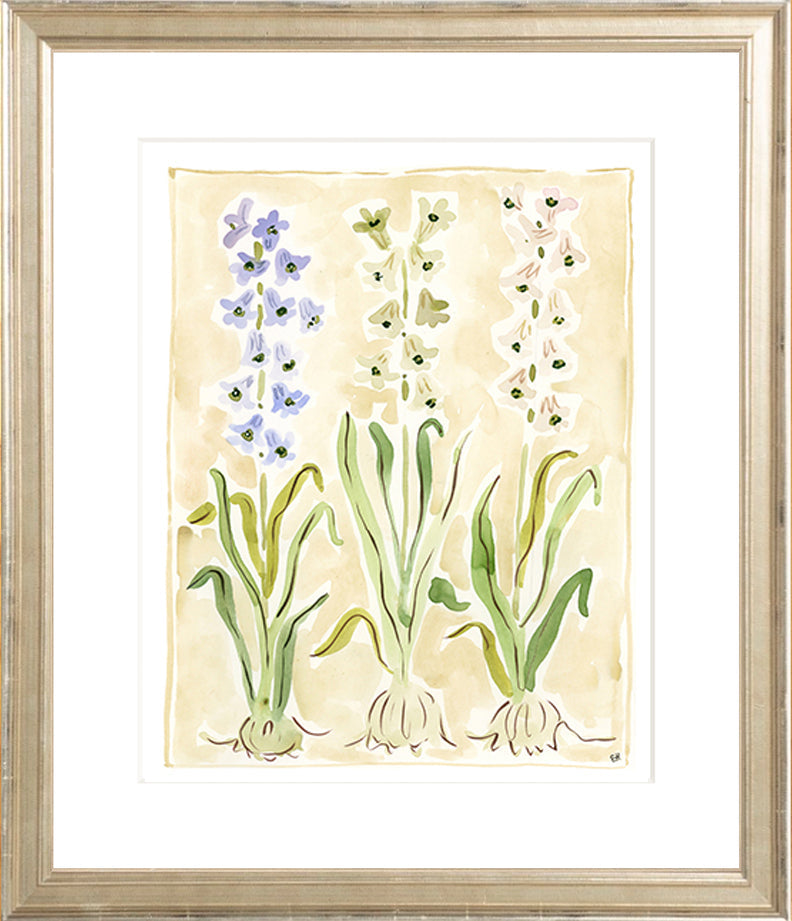 The "Hyacinth" Florilegium Series, Fine Art Print