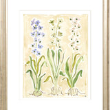 The "Hyacinth" Florilegium Series, Fine Art Print