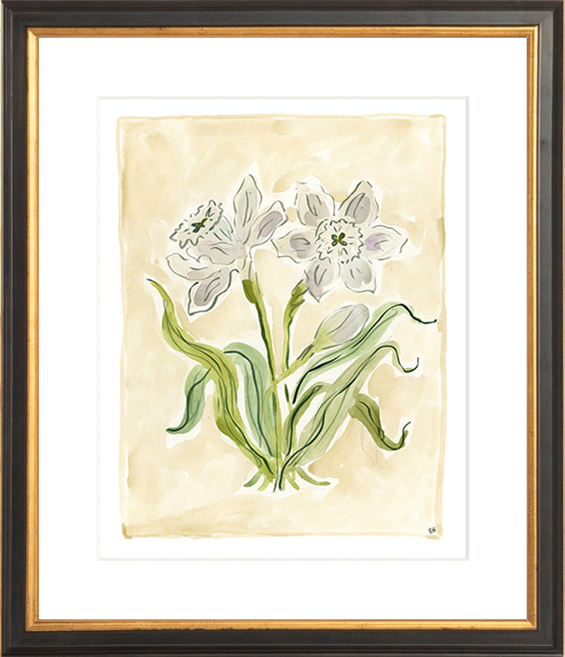 The "White Daffodils" Florilegium Series, Fine Art Print