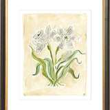 The "White Daffodils" Florilegium Series, Fine Art Print