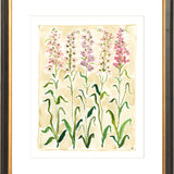 The "Sweet Peas Study" Florilegium Series, Fine Art Print