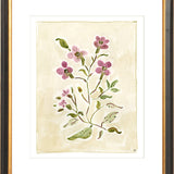 The "Cosmos Conservatory" Florilegium Series, Fine Art Print