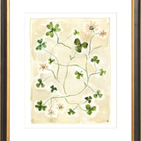The "Daisy Chain" Florilegium Series, Fine Art Print