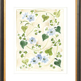 The "Forget me Nots" Florilegium Series, Fine Art Print