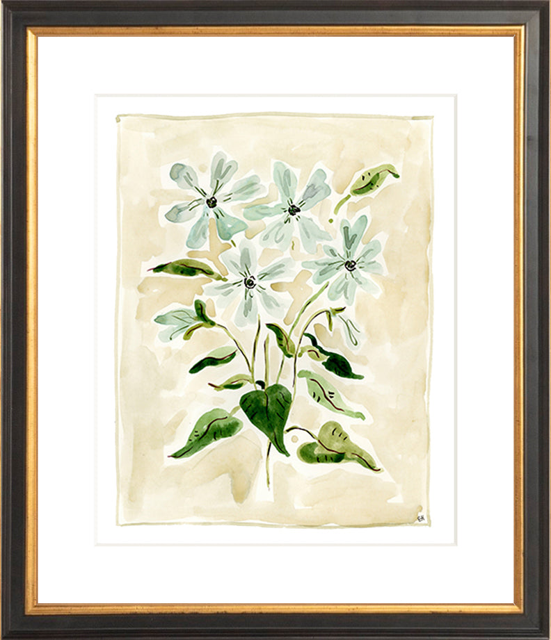 The "Oxypetalum" Florilegium Series, Fine Art Print