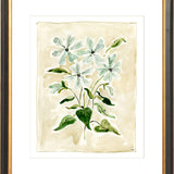 The "Oxypetalum" Florilegium Series, Fine Art Print