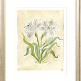 The "White Daffodils" Florilegium Series, Fine Art Print