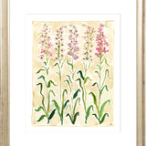 The "Sweet Peas Study" Florilegium Series, Fine Art Print