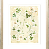 The "Daisy Chain" Florilegium Series, Fine Art Print
