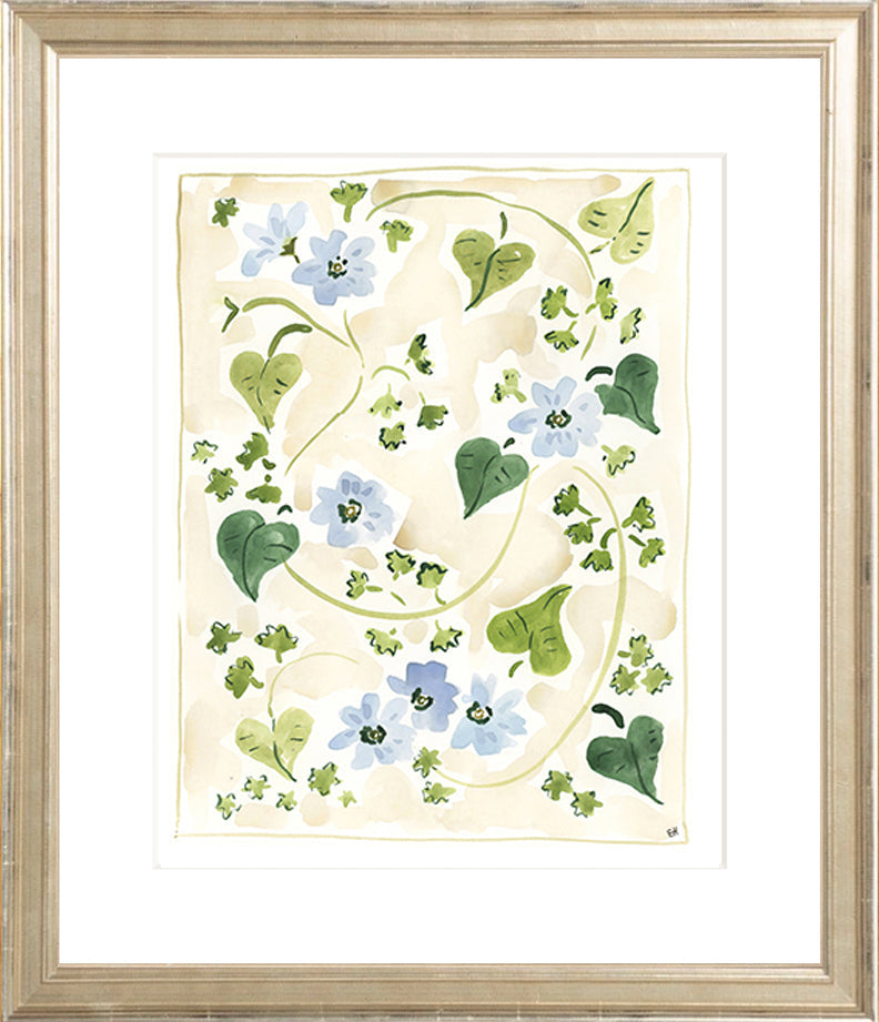 The "Forget me Nots" Florilegium Series, Fine Art Print