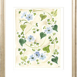 The "Forget me Nots" Florilegium Series, Fine Art Print