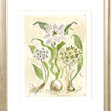 The "Ivory Garden" Florilegium Series, Fine Art Print