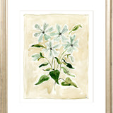 The "Oxypetalum" Florilegium Series, Fine Art Print
